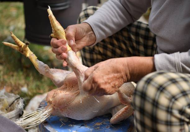 Peeling chicken from feathers by hand in the village stock photo