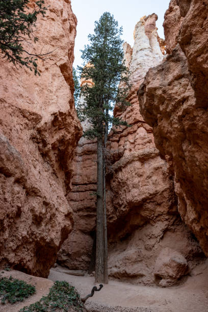 istock Single Pine Grows Straight And Tall Among The Hoodoos 1454205448