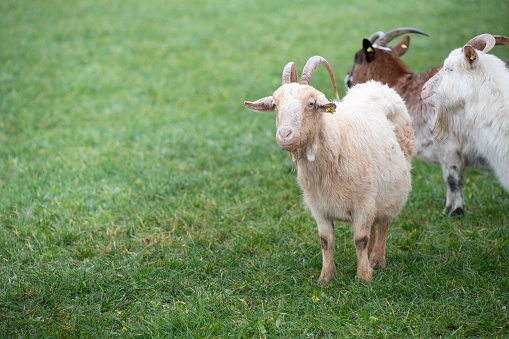 Three little goats are standing on a pasture on the right edge of the picture. It rained, the grass is wet. The goats look curious.