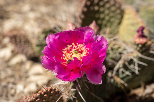 istock Strawberry Hedgehog Cactus Blossom Covered with Bugs 1454205673