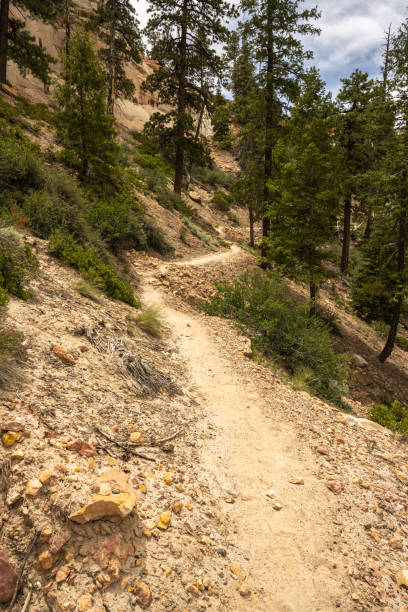 istock Trail Winds Around Riggs Spring Area off the Rainbow Point Overlook in Bryce Canyon 1454206440