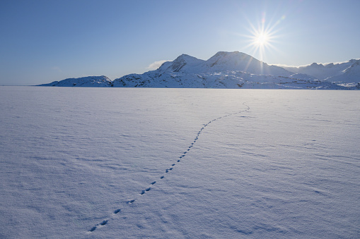 View over the frozen Tasiilaq Fjord, located in East Greenland. The animal track is probably from a polar fox.