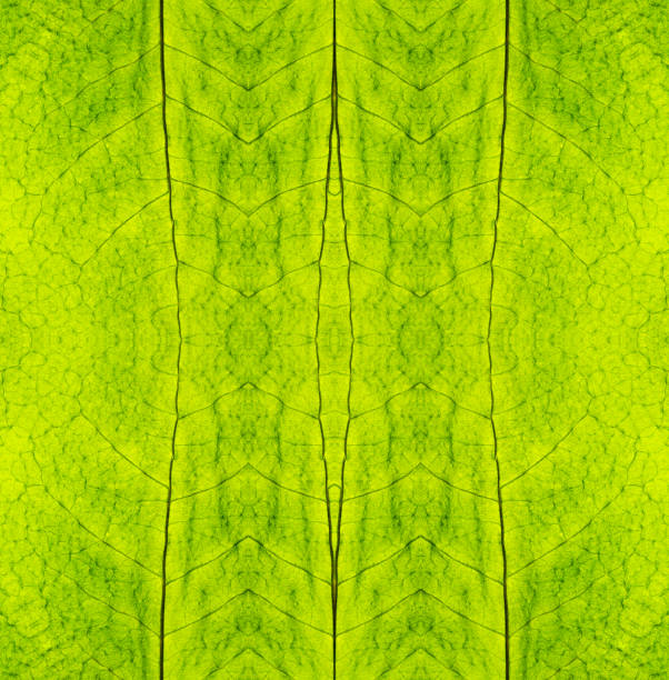 istock Detailed green leaf vertical fractal texture 1454206502