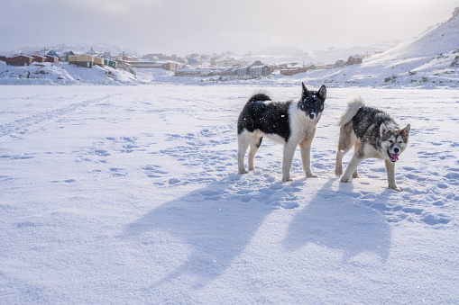 View over the frozen Tasiilaq Fjord, located in East Greenland. Two young greenland dogs are visible in the foreground. In the background is the settlement Tasiilaq visible.