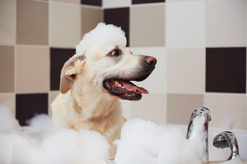Happy dog taking bath at domestic bathroom. Funny labrador retriever with foam soap on head.