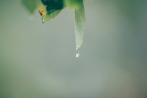 Close-up of wet green leaves seen deep down in the tropical rainforest in Bali, Indonesia.