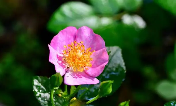 An image of a single Rosa 'Simon Robinson' miniature rose