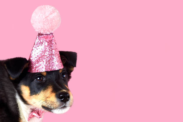 istock Little puppy in a pink hat, copy space, birthday theme. 1454208440