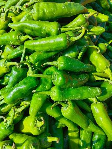 Freshly harvested green chillies chilli unwashed chilly pepper vegetable food hari mirch hareemirach piment vert spicy ingredient raw fresh closeup view image photo