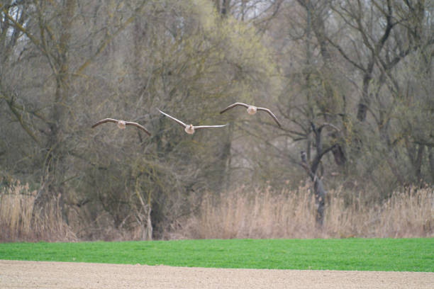 A group of greylag geese flying over a meadow