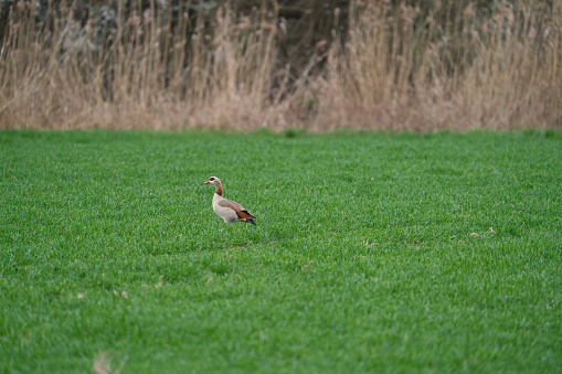 An Egyptian goose perched on a green meadow