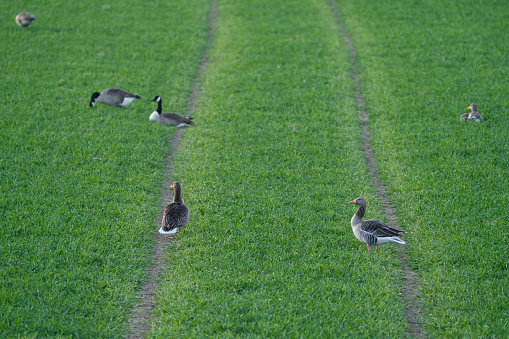 A group of different geese on a green meadow