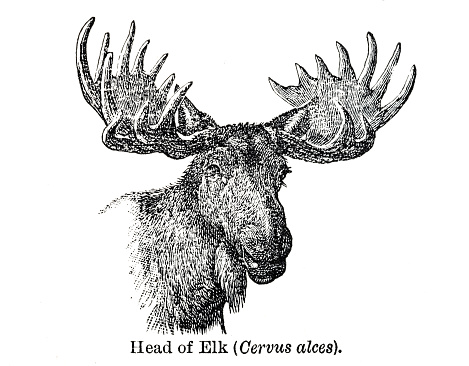 Head of an adult Elk from out-of-copyright 1898 book 