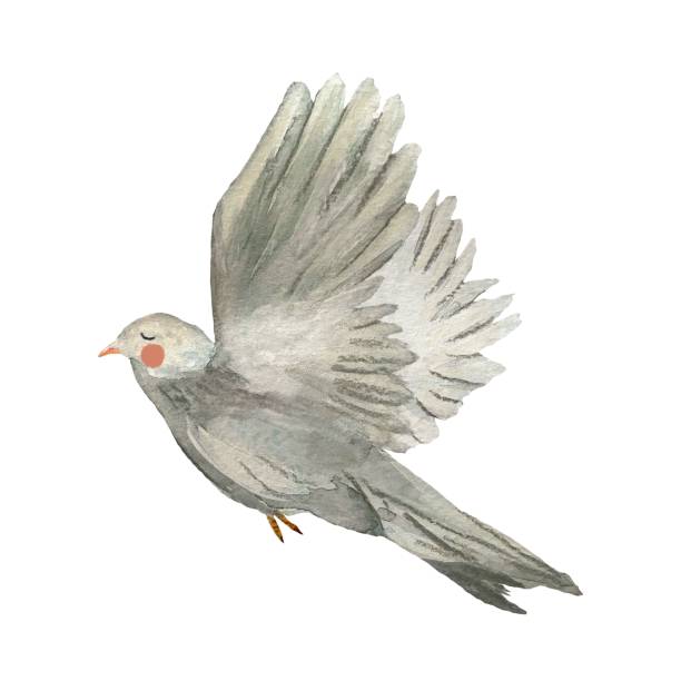 istock Easter dove pigeon grey bird sketch watercolor 1454209698