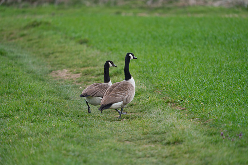 The two Canadian geese walking on a meadow