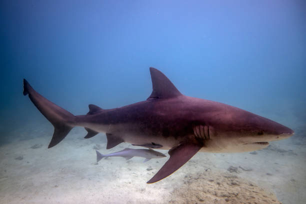 istock Bull Shark (Carcharhinus leucas) in Bimini, Bahamas 1454210717
