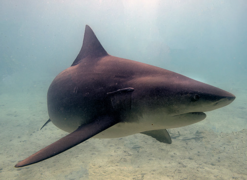 Bull Shark (Carcharhinus leucas) in Bimini, Bahamas