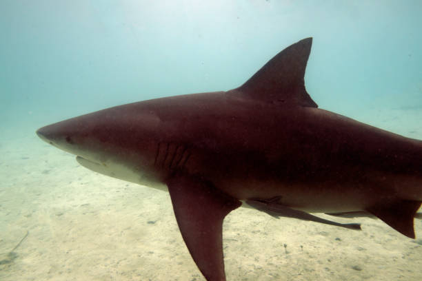 istock Bull Shark (Carcharhinus leucas) in Bimini, Bahamas 1454210743