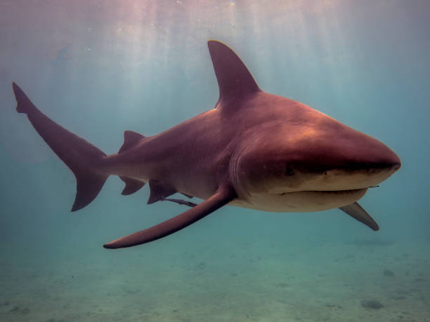 istock Bull Shark (Carcharhinus leucas) in Bimini, Bahamas 1454210744