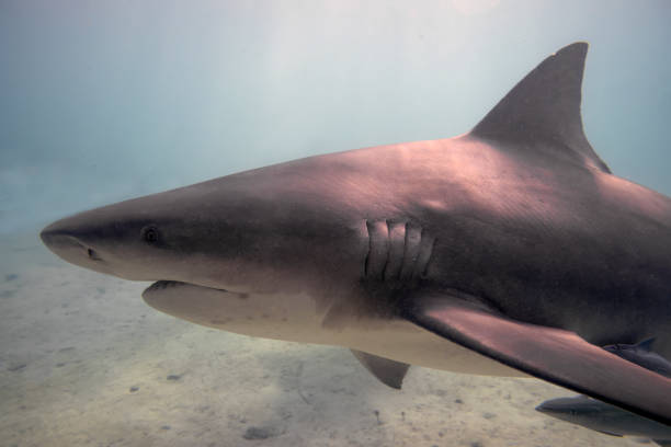istock Bull Shark (Carcharhinus leucas) in Bimini, Bahamas 1454210747