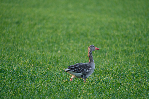 A greylag goose walking on a meadow