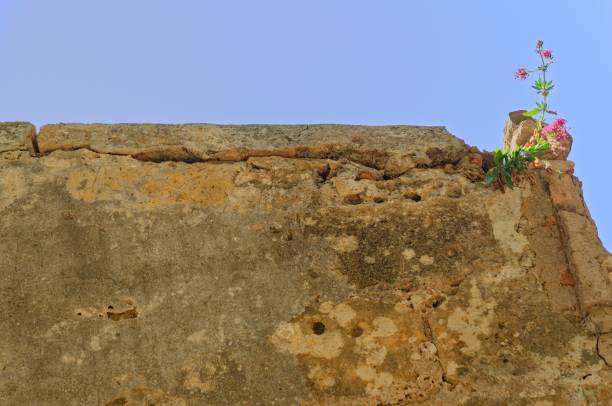 A small plant growing out of a crack in a wall