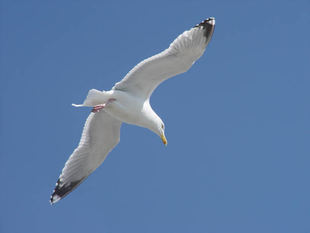 istock Seagull gliding in the sky 1454211777