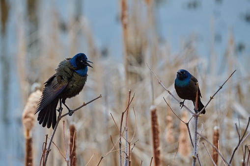A closeup of common grackles (Quiscalus quiscula) on branches in marsh against blurred background