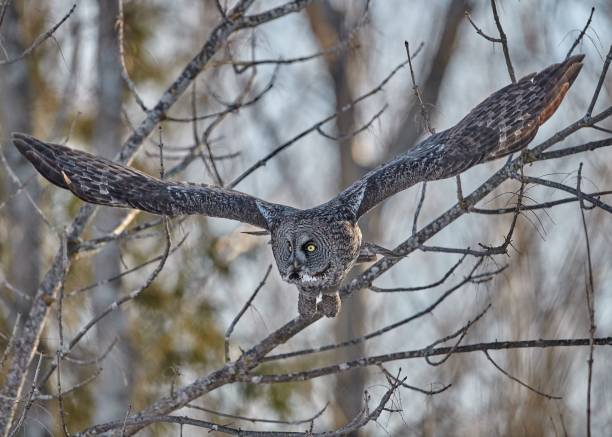istock Closeup of a great grey owl (Strix nebulosa) flying from a tree 1454212180