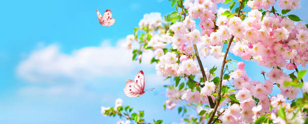 istock Beautiful bright background image of blooming spring nature in banner format. 1454212321