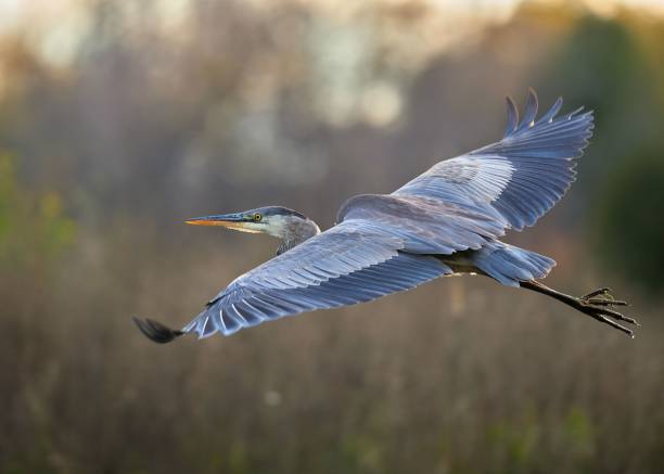 istock Closeup of a great blue heron (Ardea herodias) during its flight 1454212916