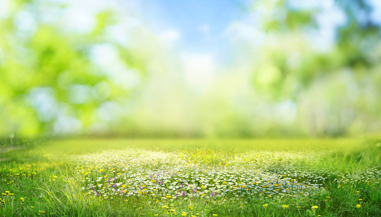 Beautiful blurred spring background nature with blooming glade, trees and blue sky on a sunny day.