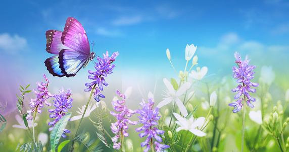 Purple butterfly on wild white violet flowers in grass against blue sky, macro. Spring summer fresh artistic image of beauty nature.