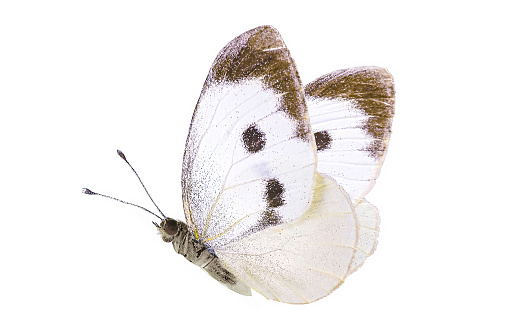 Beautiful white butterfly in flight from family of whiteflies Pieridae isolated on white background. Pieris rapae.