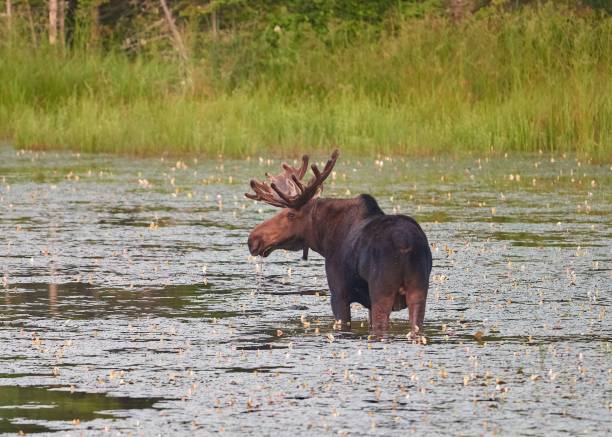 istock Closeup of a moose (Alces alces) in a lake 1454213032