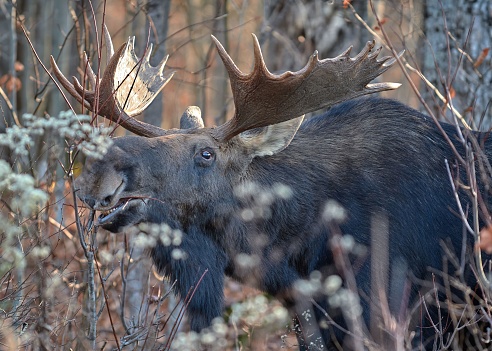 A closeup of a moose (Alces alces) seen through branches against blurred background