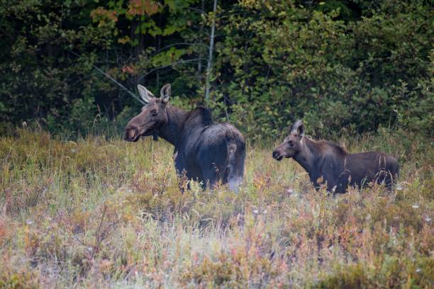istock Closeup of mooses (Alces alces) in a field 1454213037