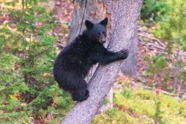 istock Young grizzly bear climbing a tree in the forest 1454213467