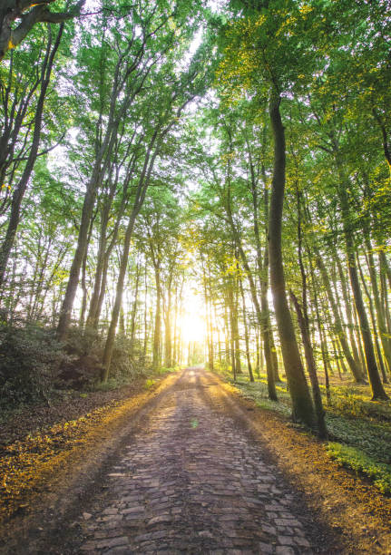 istock Beautiful road with trees at susnet 1454213477