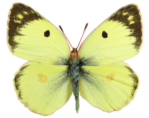 istock Colias alfacariensis (Ribbe, 1905) 1454213680