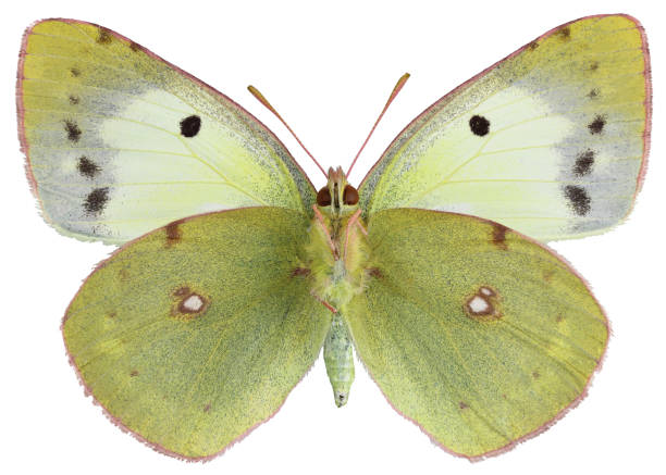 istock Colias croceus f. helice (Hübner) 1454213700
