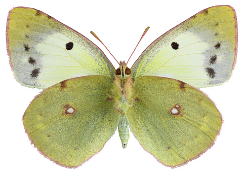 clouded yellow, female dorsal view