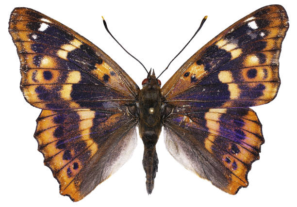 istock Apatura ilia (Denis & Schiffermüller, 1775) 1454213718