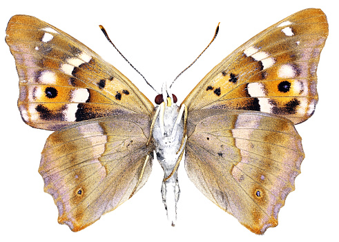 lesser purple emperor