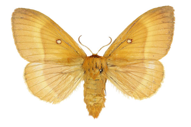 istock Lasiocampa quercus (Linnaeus, 1758) 1454213723