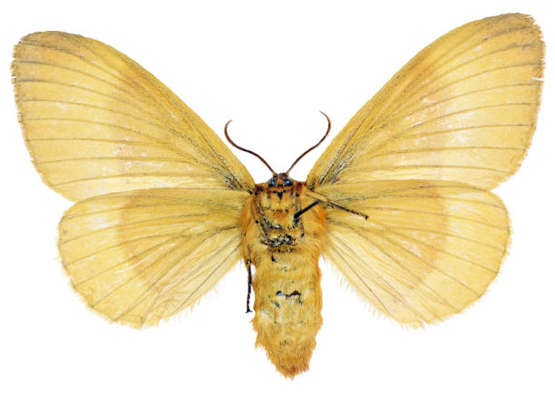 Lasiocampa quercus (Linnaeus, 1758)