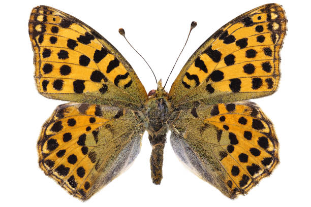 istock Issoria lathonia (Linnaeus, 1758) 1454213733