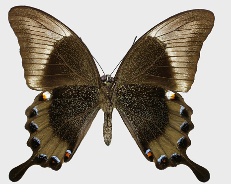 Papilio palinurus (Fabricius, 1787)