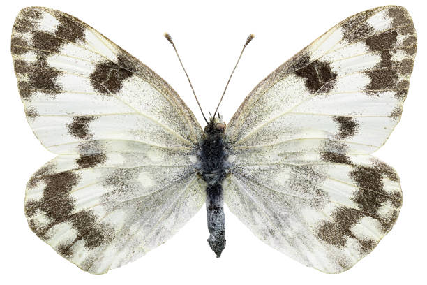 istock Pontia edusa (Fabricius, 1777) 1454213790