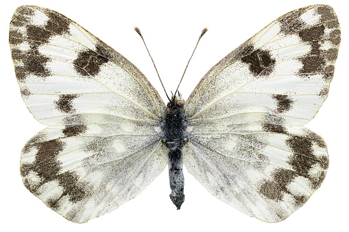 Pontia edusa (Fabricius, 1777)